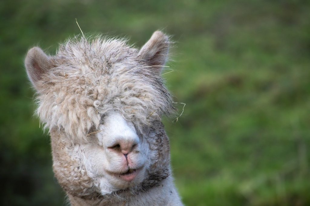 alpaca, llama pacos, one-toed mammal-7483751.jpg