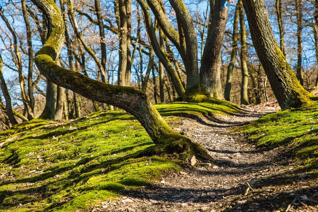 forest, hiking, trees-682003.jpg